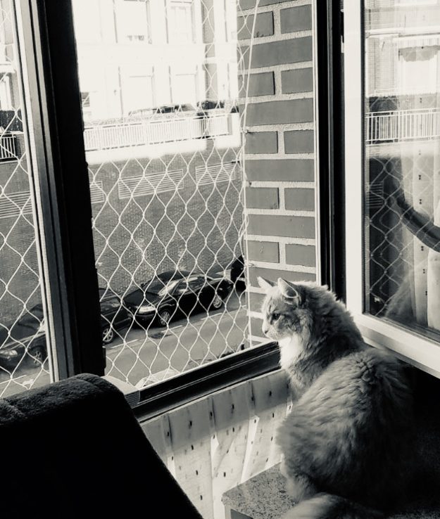 Red seguridad gatos Mallas mosquiteras para gatos