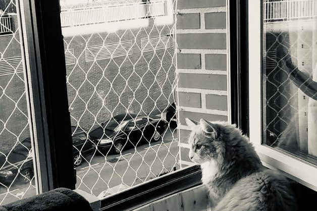Mallas mosquiteras para gatos