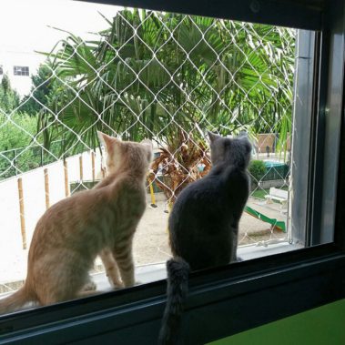 redes protección gatos. Ventanas y balcones seguros