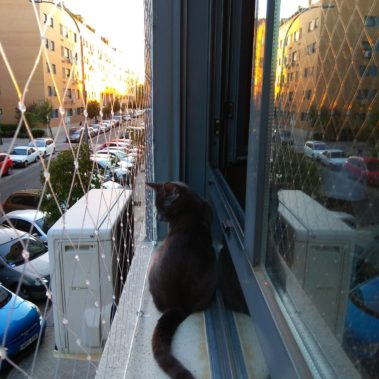 Protección para gatos balcones y ventanas