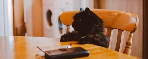 accidentes gatos 1 gato domestico