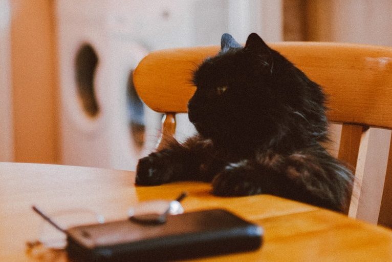 gato domestico